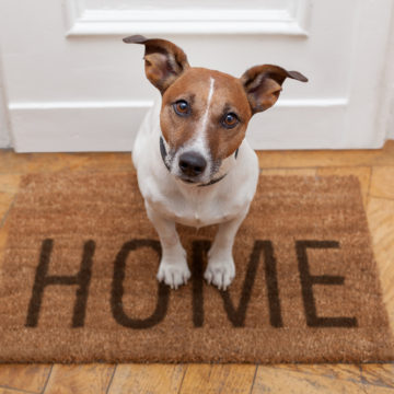The UK Government Will Charge Rent for Pets