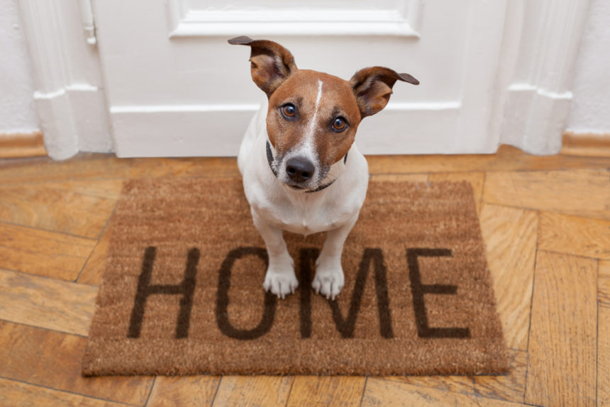 The UK Government Will Charge Rent for Pets